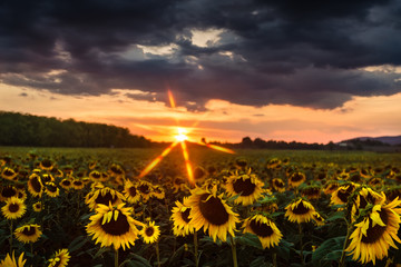 A field of sunflowers at sunset