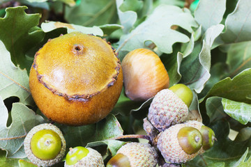 Hazelnuts and Acorns