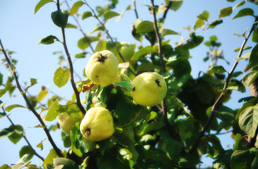 quince tree