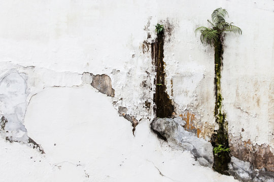 Old white wall with amazing unwanted flora