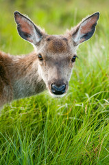 whitetail buck portrait, curiously grazing in the high grass