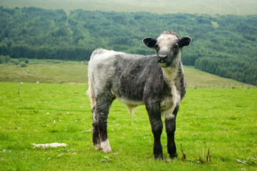 curious little grey calf