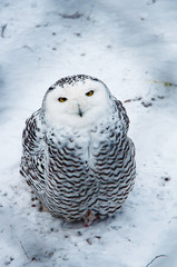 Snow owl sitting