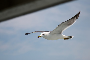 松島のカモメ