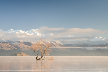 Lone tree