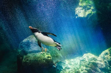 Foto op Plexiglas Pinguïn Pinguïn duiken