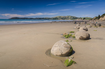 Obraz premium Moeraki boulders, natural wonder in New Zealand