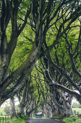 Fototapeta premium majestic tree alley