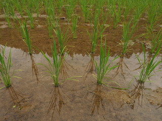 八女　田植えの季節