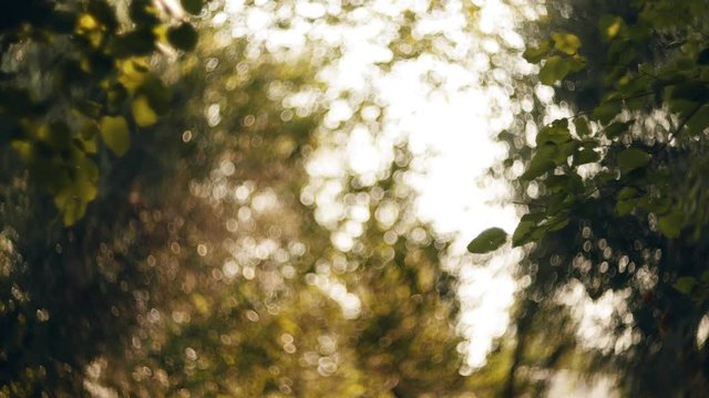 4K autumn foliage against sun, dreamy abstract oof details,cu