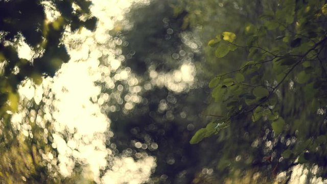 4K autumn foliage against sun, dreamy abstract oof details,cu