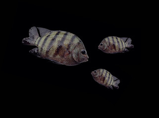 Family of damsel fish,demoiselle fish on black background,schools of fish,tropical ornamental fish 