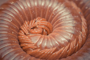 Macro of millipede