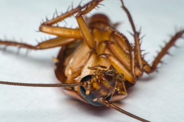 Macro of cockroach insects of the order Blattodea