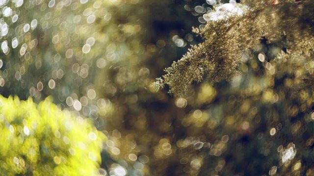 4K autumn foliage against sun, dreamy abstract oof details,cu