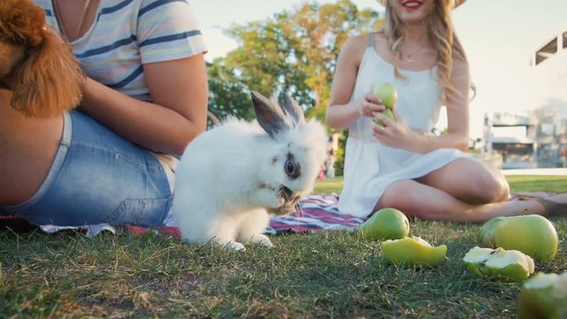 Cute white rabbit washing up on picnic, slow motion