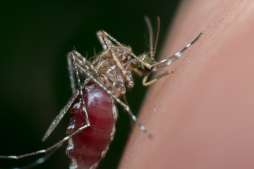 Macro of mosquito sucking blood