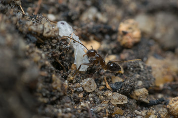 Macro of insect black ant