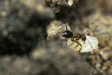 Macro of insect black ant