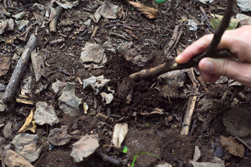 土をいじる女性の手