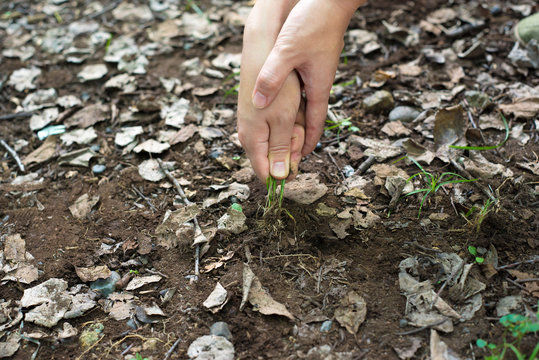 28 最適な むしる 画像、ストック写真、ベクター | Adobe Stock