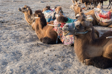 Xinjiang,China, camels with their guide resting in the sun in front of a vast sand and grassland...