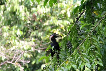 Asian Black Hornbill (Anthracoceros malayanus) in Borneo, Malaysia