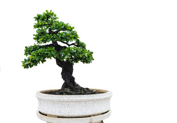 Banyan tree isolated on white background