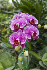 Beautiful purple Thai orchid in the garden