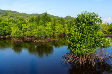 Mangrove, Indonésie, Asie