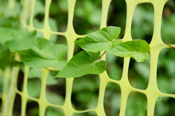 Green leaves pushing thru green fence