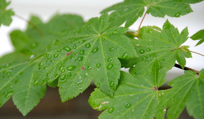 Maple leaf refreshed by morning rain