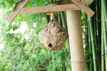 Wasp nest