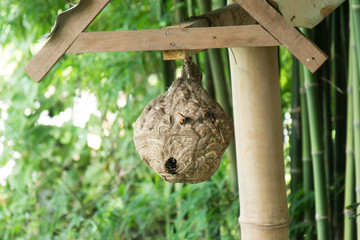 Wasp nest