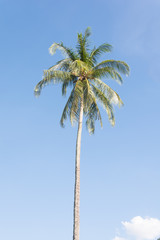 coconut tree with bluesky background