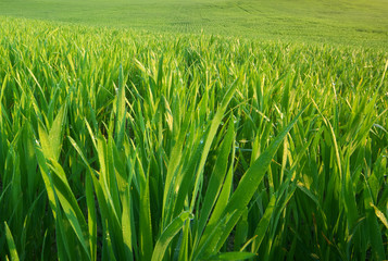 Green grass texture.