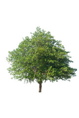 isolated tree on a white background
