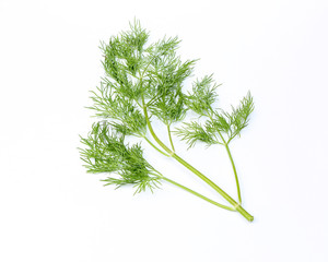 Dill green herb