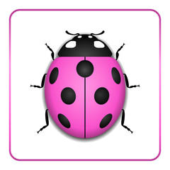 Obraz premium Ladybug small icon. Pink lady bug sign, isolated on white background. 3d volume design. Cute colorful ladybird. Insect cartoon beetle. Symbol of nature, spring or summer. Vector illustration