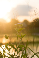 Mimosa pudica flower grass and sunset