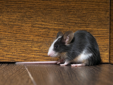 Gray-white furry mouse on the floor in the room