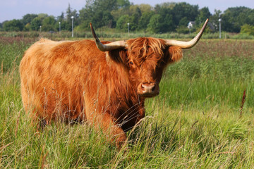 Highland Cattle (Bos taurus).
