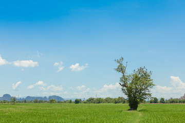 Field and tree
