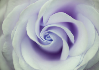 Beautiful close up of purple rose flower with delicate pastel co