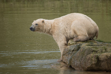 A wet polar bear on a rock with water droplets from its fur preparing to dive back into the water