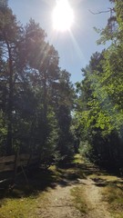 Szlak w lesie © michalsen