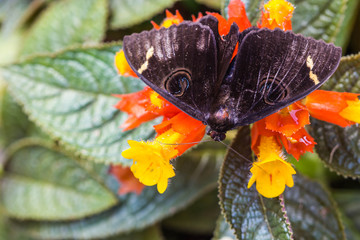 cute butterflie on grass flowers © nawin