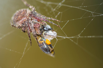 Araneus diadematus spider
