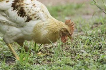 Rooster foraging on the ground