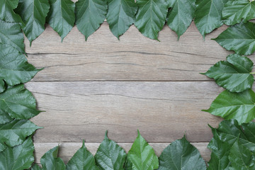 Leaves of Mulberry in arrangement to picture frame.